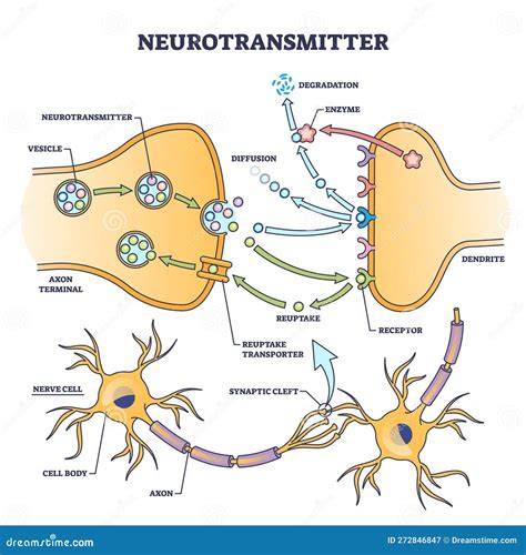 Neurotransmitter Process With Synapse, Vesicle And Receptors Outline ...