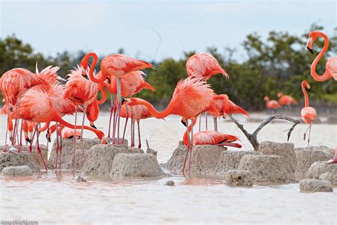 The Flamingos of Cuyo