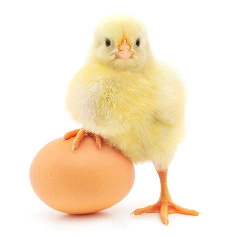 Chicken-or-Egg Paradox Sheds Light on Genetic Variants - InsightMed ...