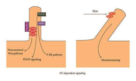 Primary cilium: structure and function. (a) Longitudinal representation ...