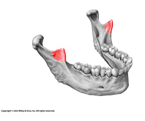 Level 2 - Skeletal Anatomy - Memrise