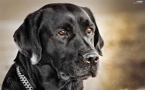 retriever, Black, Labrador - Dogs wallpapers: 1920x1200