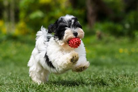 Dog Breed Of The Week: Havanese | Dog Training Nation