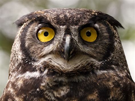 Great Horned Owl Eyes - a photo on Flickriver