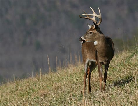 Ground Zero: South Carolina's Record Bucks - Game & Fish