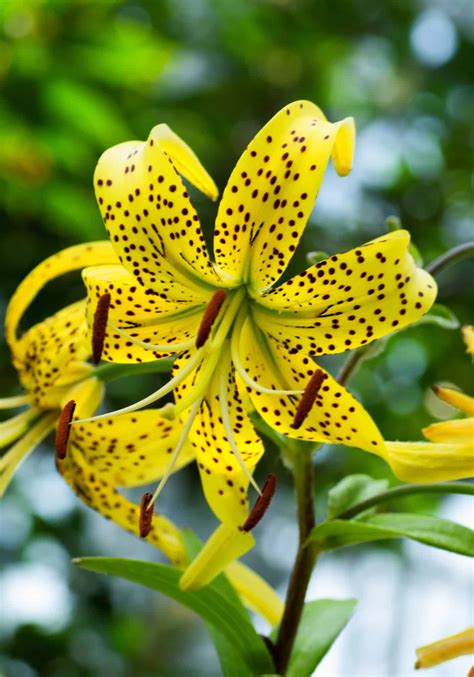 Yellow lilies 🌼 🌟 The bright stars of the summer garden