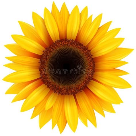 a large yellow sunflower on a white background with clipping path to the center