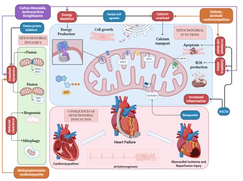 Mitochondrial Biogenesis Pathway