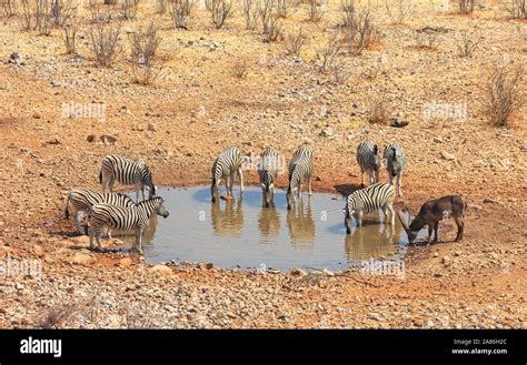 Animals drinking at a water hole in Etosha National Park, Namibia Africa Stock Photo - Alamy
