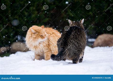 Two cats fighting stock photo. Image of power, snow, ginger - 69604476