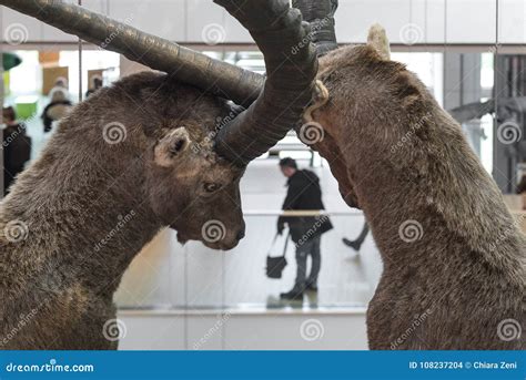 Muse Museum Natural Animal in Trento Stock Photo - Image of natural, culture: 108237204