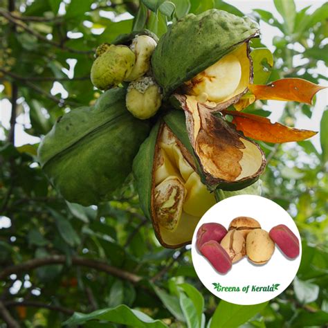 Buy Kola Nut (Seedling) Plant Online | Greens Of Kerala