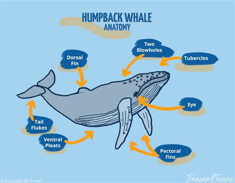 Humpback Whales Anatomy