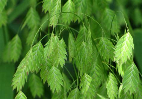 Chasmanthium latifolium grass, an ornamental type of oats