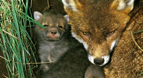 Fox poop alters forests in one surprising way