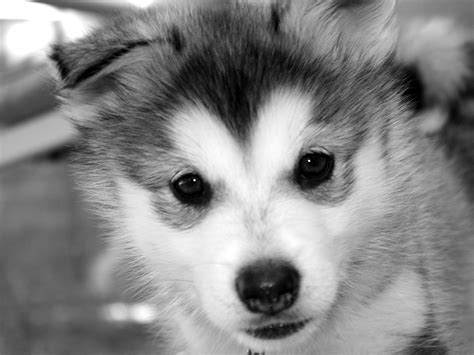 Baby Huskies Wallpaper (79+ images)