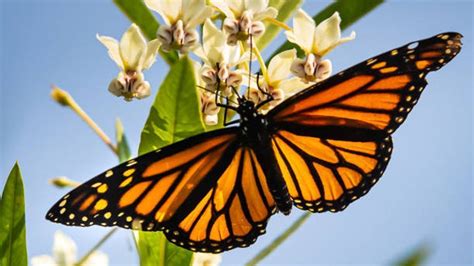 Western Monarch butterflies on the brink as numbers plummet by 30%: How we can help