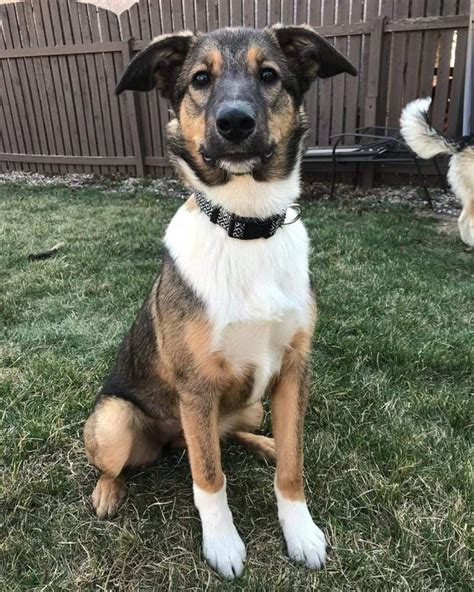 The Shollie: All about the Border Collie German Shepherd Mix - K9 Web | German shepherd mix ...