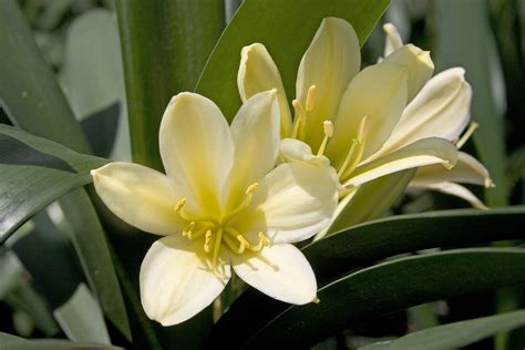 Clivia Miniata 'Cream Form' - Gardenwize Nursery