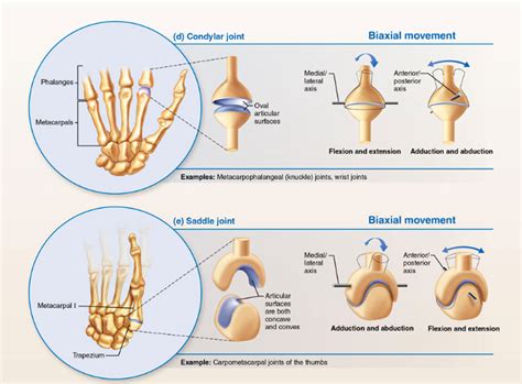 Solved Focus your attention on the section called Biaxial | Chegg.com