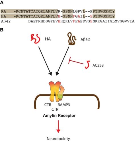 Shared mode of toxicity of human amylin and Aβ42. (A) Alignment of the ...