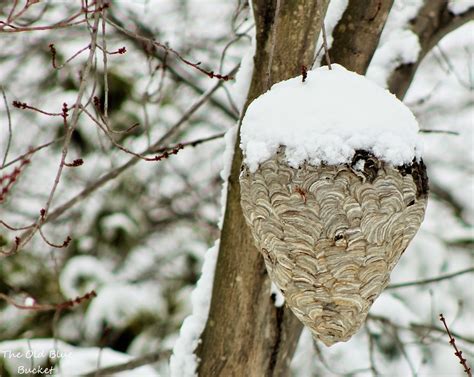 The Old Blue Bucket: Four Seasons of a Hornet's Nest