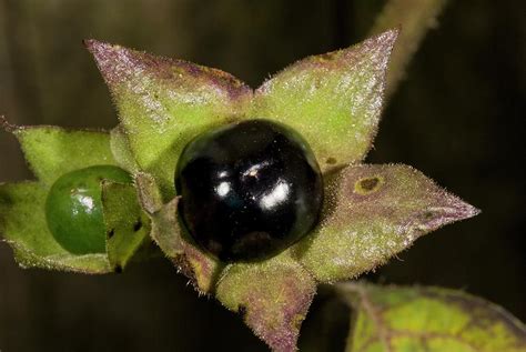 Deadly Nightshade Berries Photograph by Bob Gibbons - Pixels