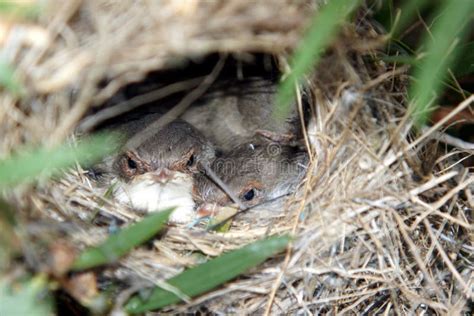 Superb Fairy Wren Nest Stock Photos - Free & Royalty-Free Stock Photos ...