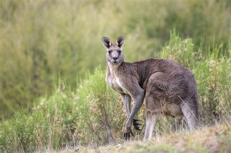 Where can I see the Eastern Grey Kangaroo in the wild