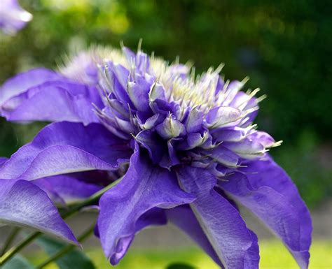 Flower Blue Clematis - Free photo on Pixabay - Pixabay