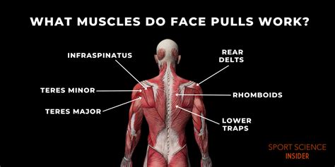 What Muscles Do Face Pulls Work? – Sport Science Insider