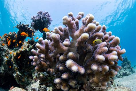 First Cell Atlas of Stony Corals Is Boost for Coral Reef Conservation Efforts