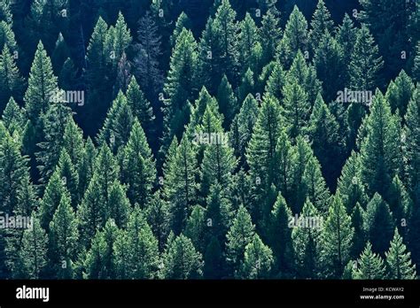 Gángster Pies suaves loto temperate coniferous forest mercado ...