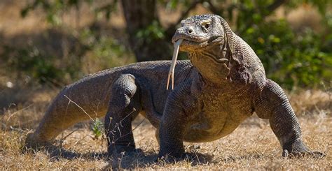 Komodo dragon is now listed as Endangered as rising sea levels threaten its survival | Natural ...