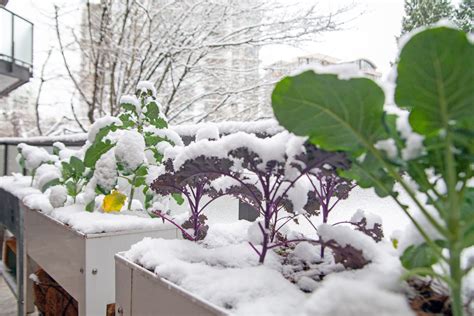 Winter Container Vegetable Gardening – Mother Earth News