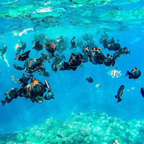 Snorkeling from Kaanapali Beach to West Maui - Gallery