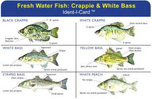 Crappie & White Bass Ident-I-Card - Waterproof Freshwater Fish Identification Card