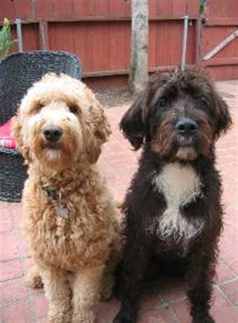 Boxerdoodle (Boxer-Poodle Mix) Info, Puppies, Care, Pictures