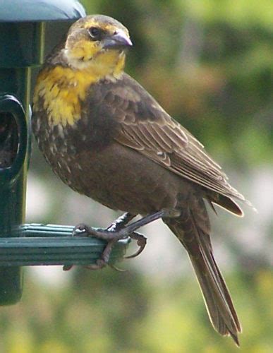 yellow-headed blackbird (female) | Halton North Peel Naturalist Club