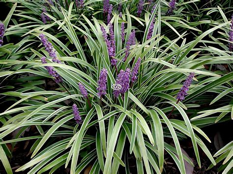 Lily Turf 'Variegated' {25 Bare Root plants}