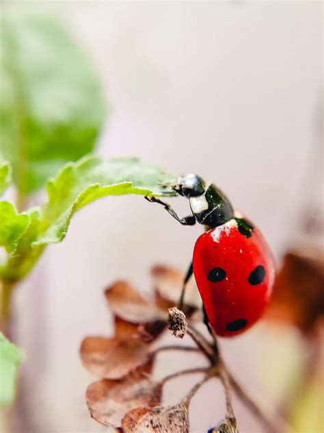 Ladybug, leaf, macro, HD phone wallpaper | Peakpx