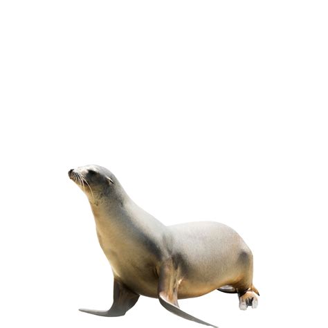 Harbor Seal PNG Cutout - PNG All | PNG All