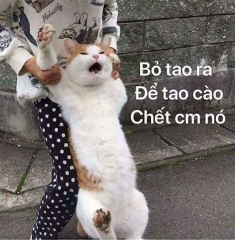 Tổng hợp Meme tức giận cute, dễ thương, tức ghê, giận tím người