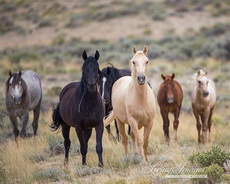 Please Comment Today Against the Destruction of 40% of Wyoming's Wild Horse Herds - Wild Hoofbeats