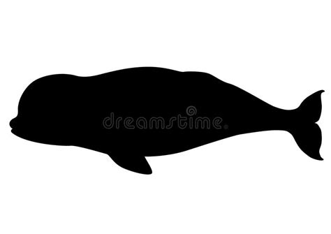 Beluga Whale Silhouette Royalty Free Stock Photo - Image: 28575785