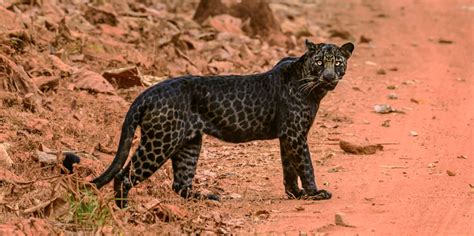 Photographer Pictures Extremely Rare Black Leopard At Tadoba National Park