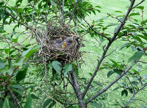 NestWatch | Northern Mockingbird Nest - NestWatch