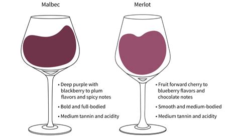 Malbec vs. Merlot Tasting Guide | Total Wine & More