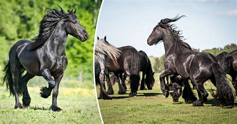 6 Spectacularly Beautiful Black Horse Breeds to Inspire Your Sense of ...