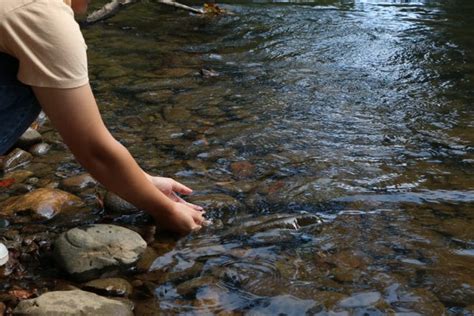 Class helps reintroduce tangerine darter to Swannanoa River